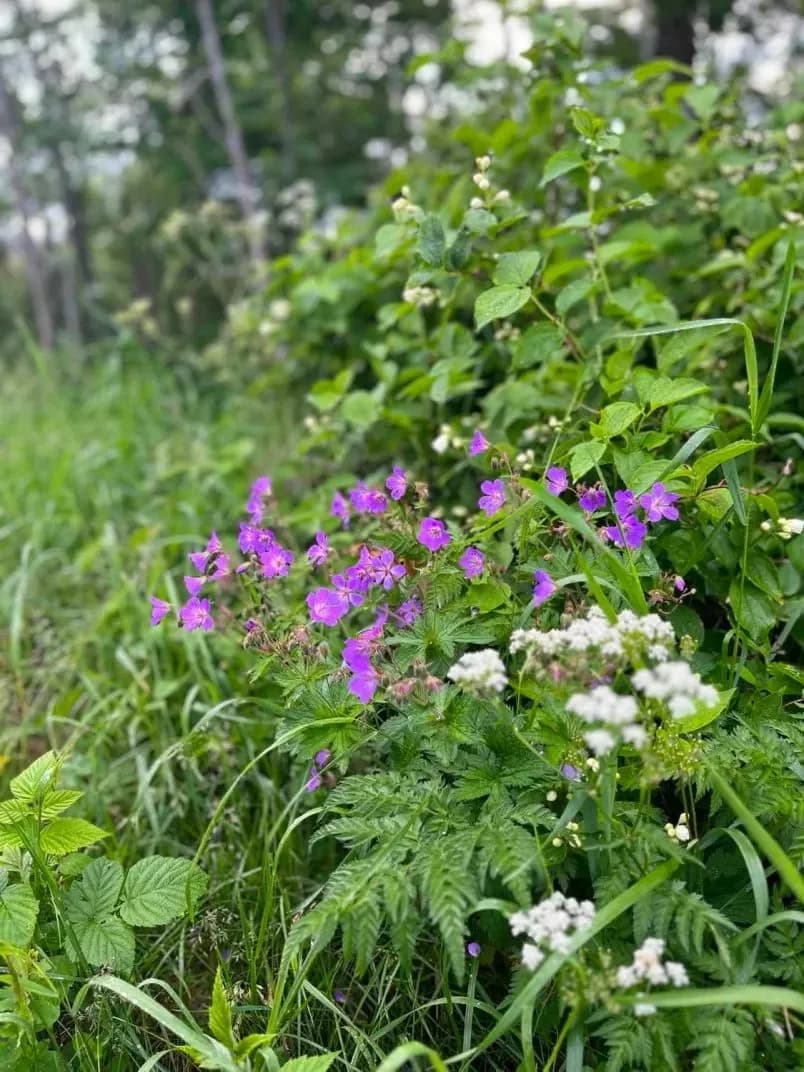 Vildblommor vid åkerkanten